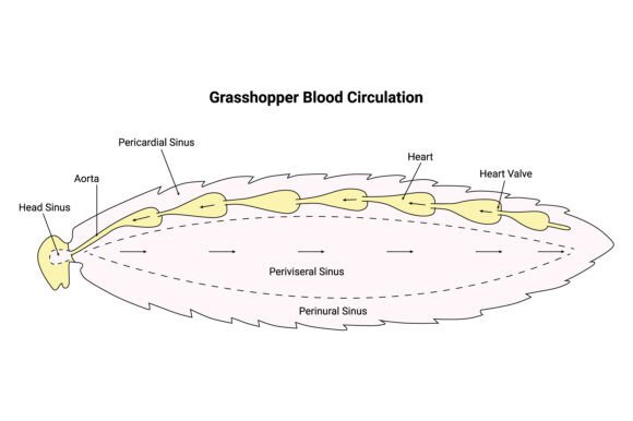 Download Grasshopper Blood Circulation Design - Design Collection